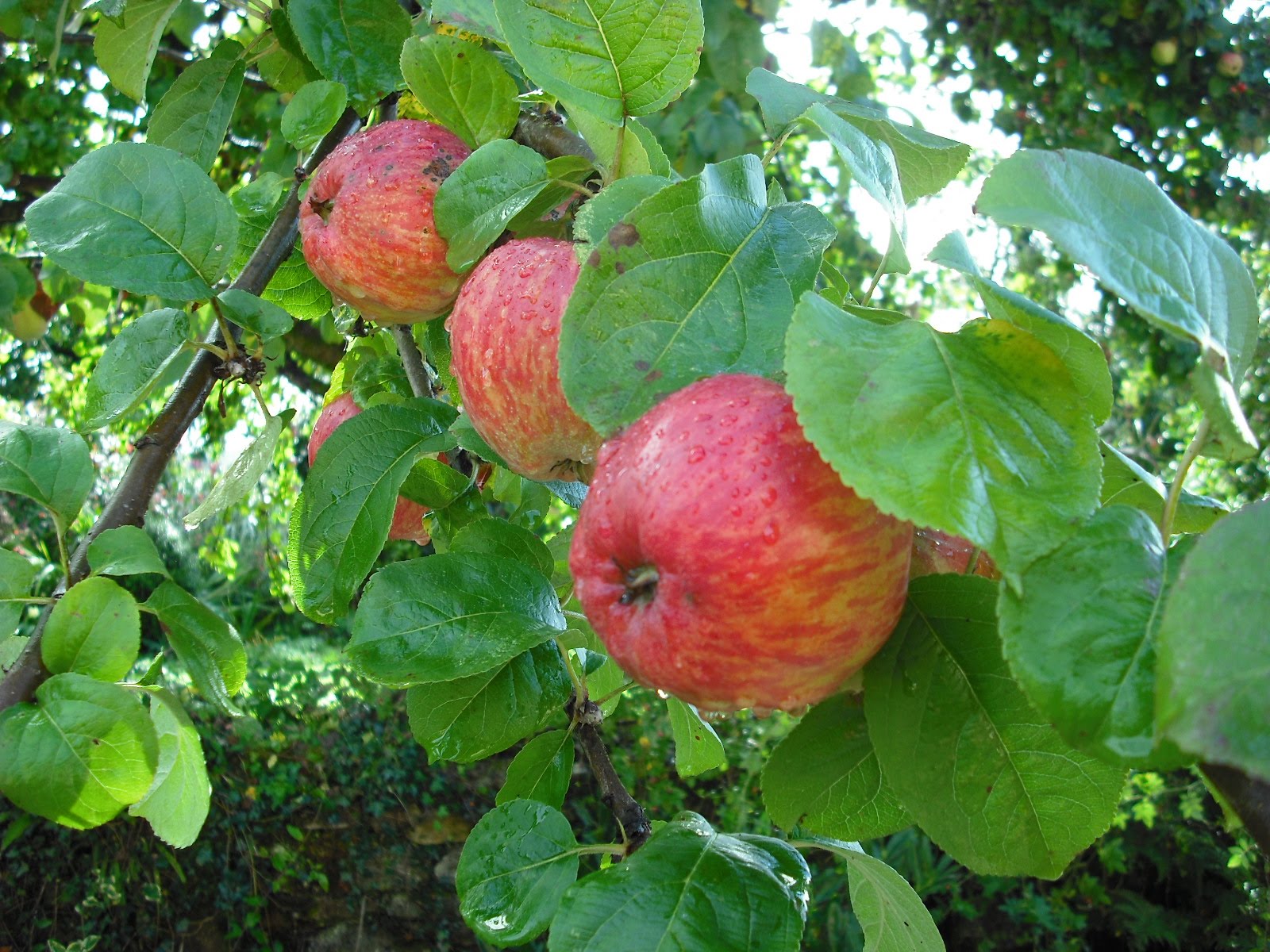 Seed Savers Association,