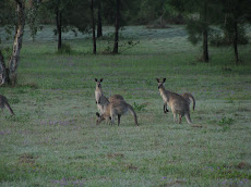 Kangaroos Near Kinka Beach