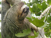 This Sloth with her baby was spotted just a few days ago by the Suites. sloth 