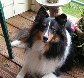 a sheltie