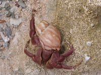 guam dangerous animals jen crab hermit jungle aka take very