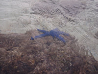 guam they dangerous animals jen whatever eaten finger won until put let them body hair go part