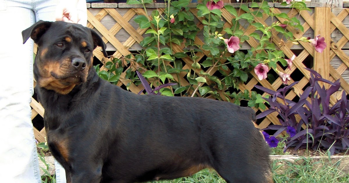 NATURAL HEALTH AND HEALING FOR YOUR DOG Carbon Monoxide in Dogs