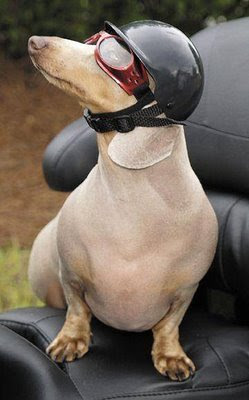 dog-motor.jpg