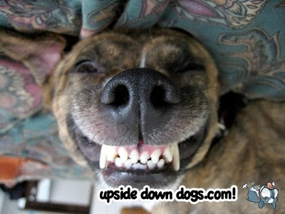 quotes about upside down. upside down dogs