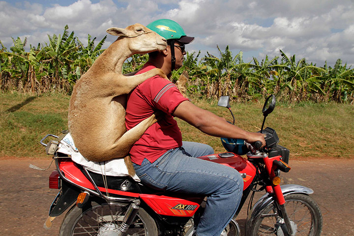 Slavenka & Obi: A man carries a sheep on a motorcycle Slavenka & Obi: A man carries a sheep on a motorcycle