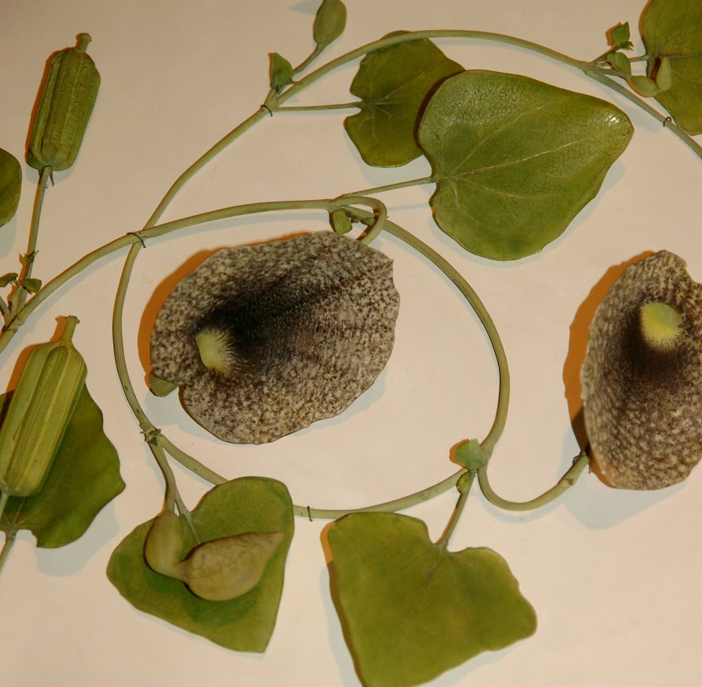 GREENERER glass flowers(!!!) at Harvard