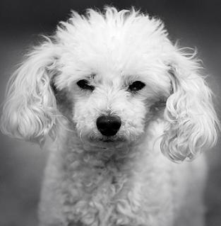 [Toy-Poodle-For-Sale.jpg]