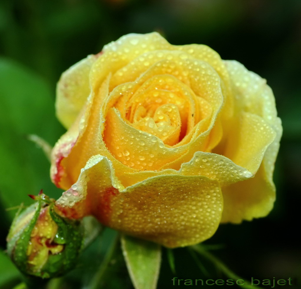 [22155+FFD+-NATURA-Rosa+amarillal.jpg]