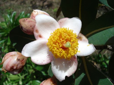 Flora do cerrado