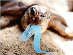 Plastic and Our Oceans