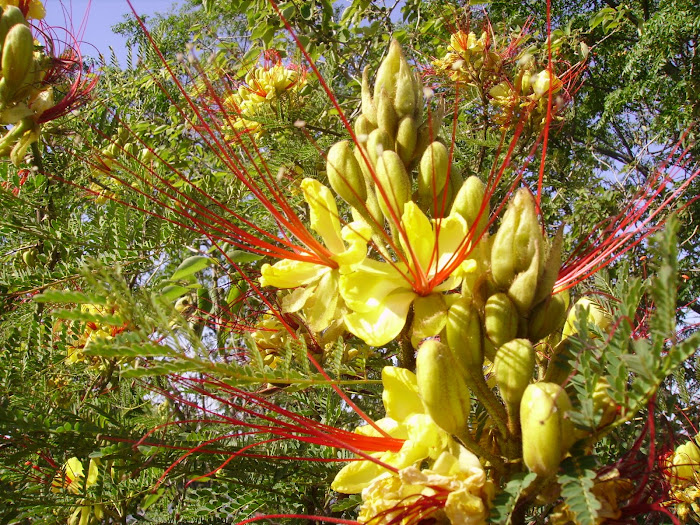 ASI SE MANIFIESTA LA NATURALEZA EN LA ISLA DEL SOL.