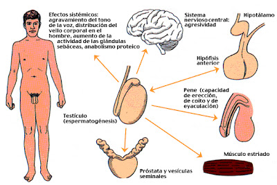 Sobre la cabeza del miembro viril había un pequeño punto