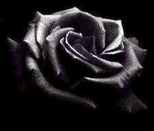 Dark Rose