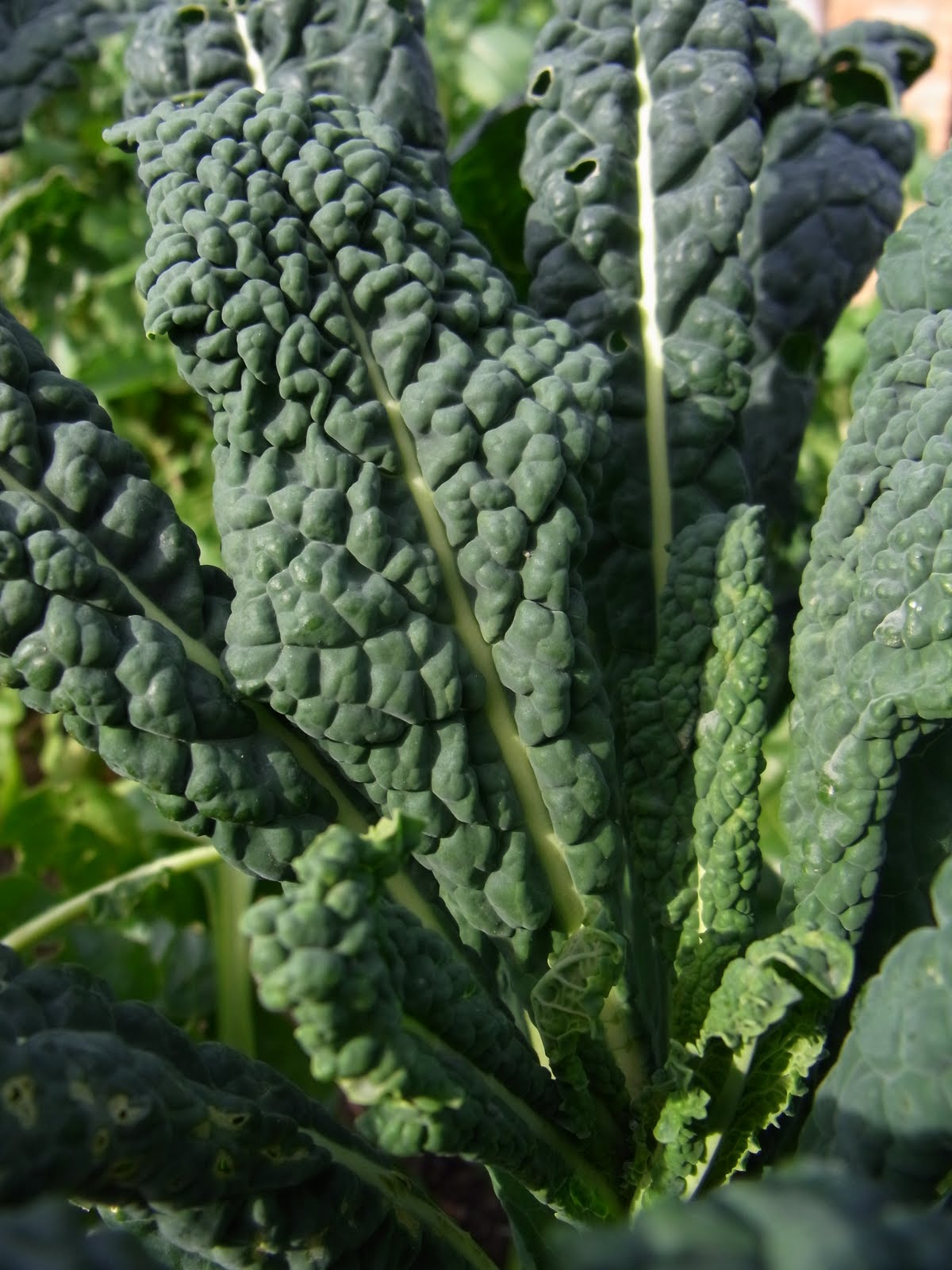 Provenance Growers June 2010