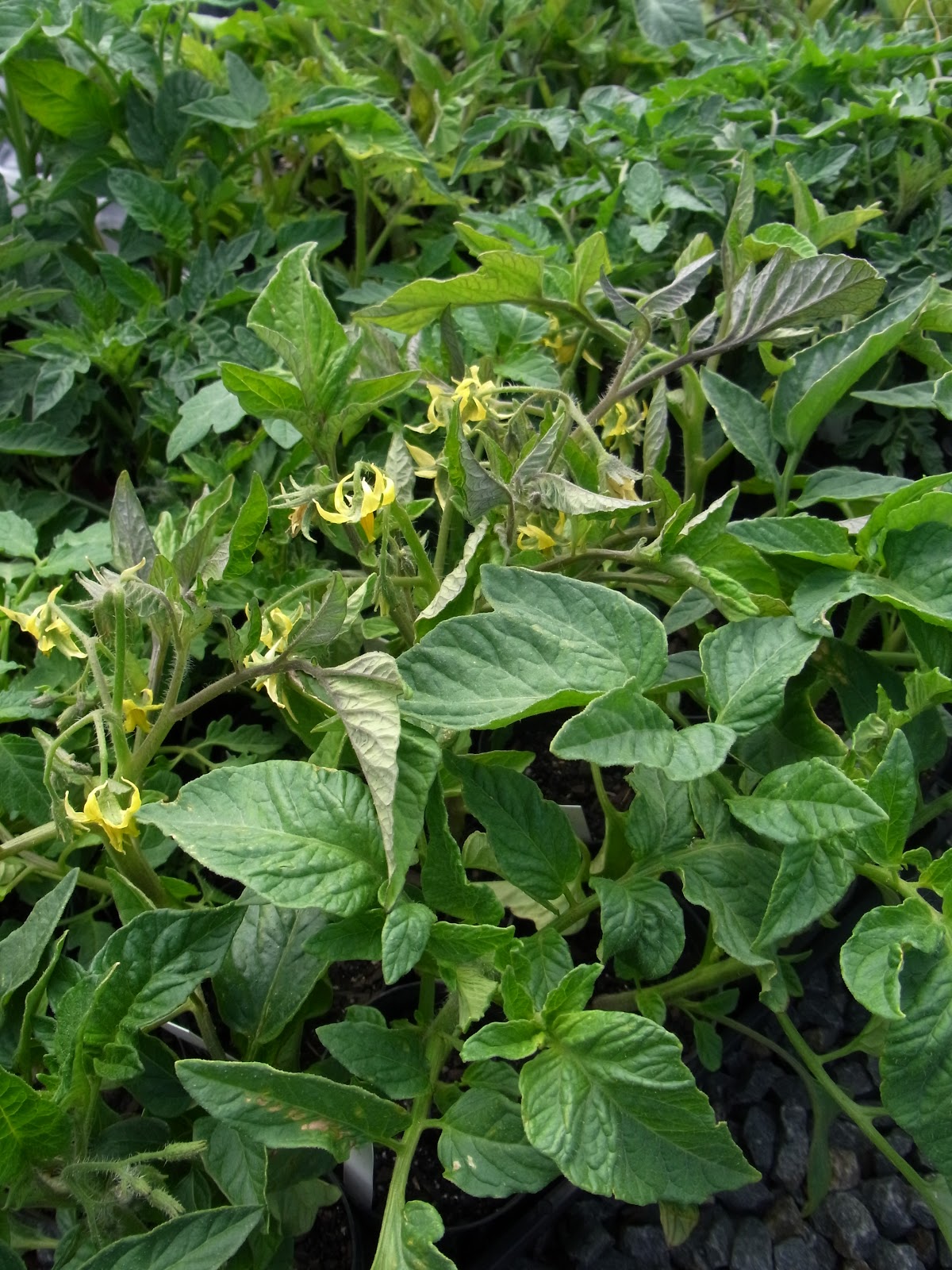 Provenance Growers Potluck tomatoes