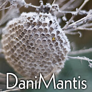 DaniMantis Flickr