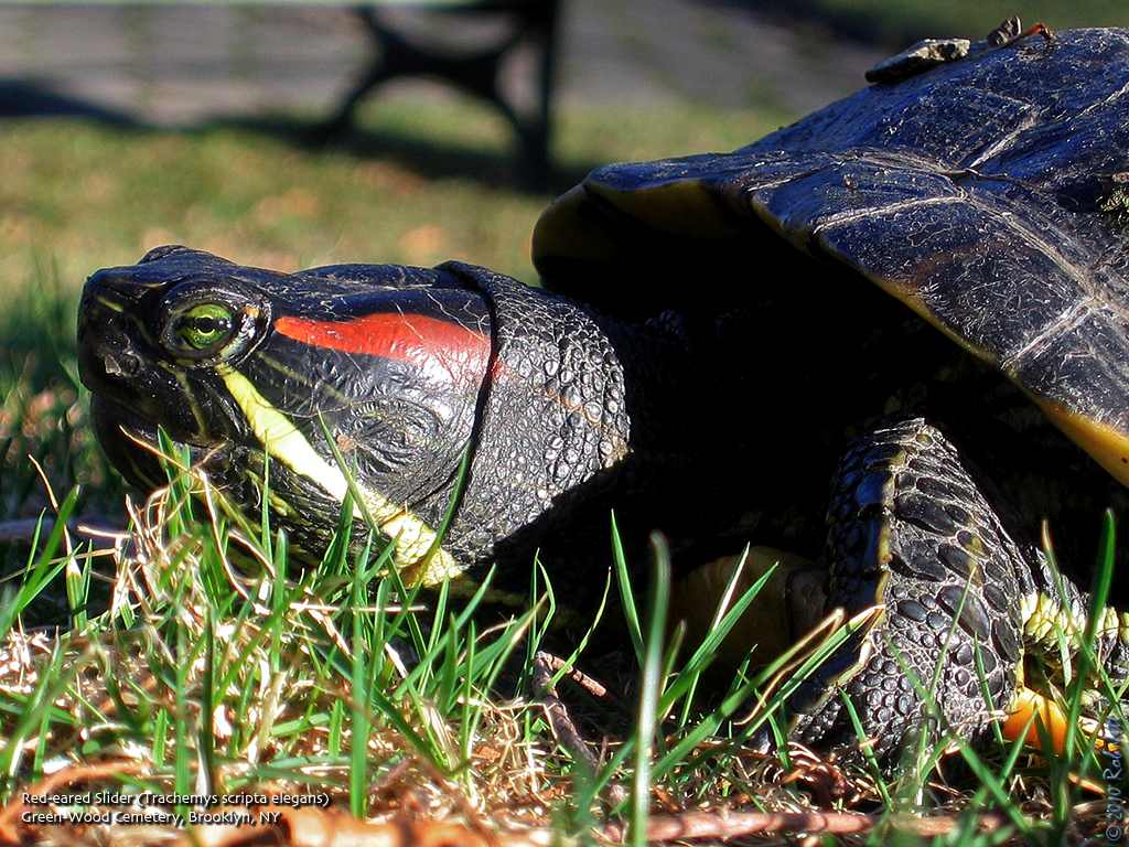 [red-eared_slider.jpg]