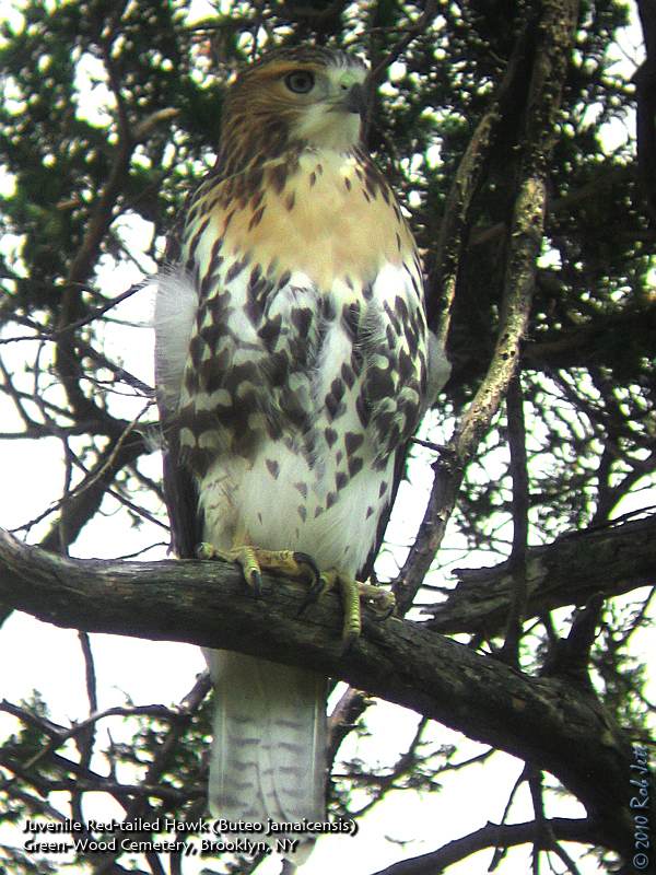 wood hawk
