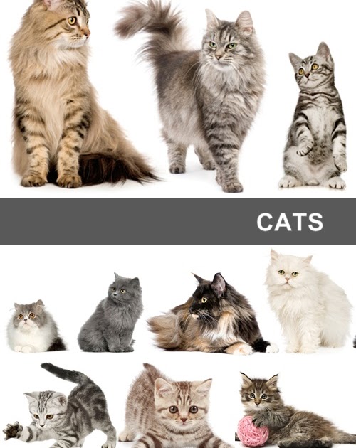 blogm1 kedi resimleri indir