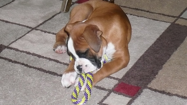 Bauer as a little puppy