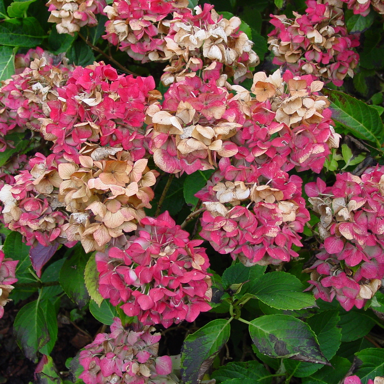 [hydrangea.JPG]