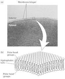 Función de la membrana celular