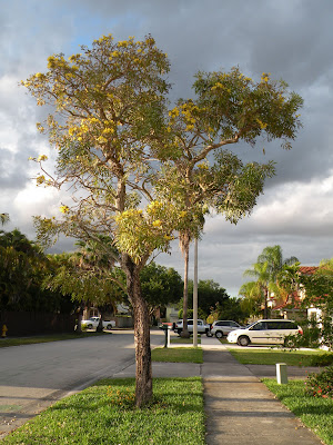 Tab Tree