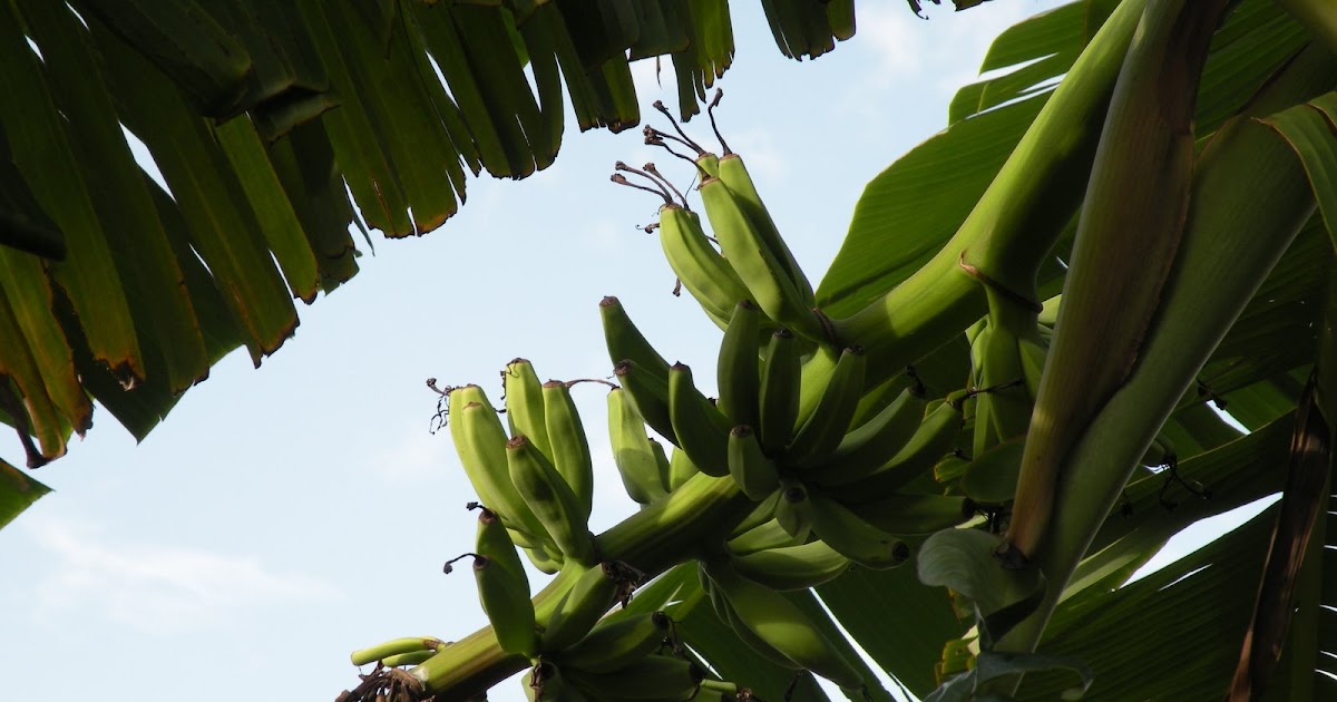 DragonFly Garden Lady Finger Bananas