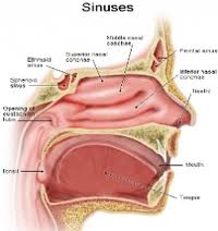 Home Remedy for Sinus Infection