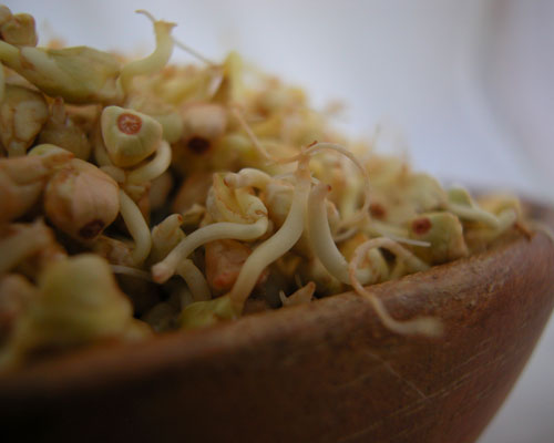 The Gluten Doctors Is Gluten In Sprouted Grains Truth Revealed