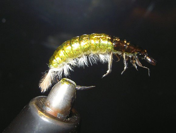 [s_crystal%20hydropsyche%20larva%20002.jpg]