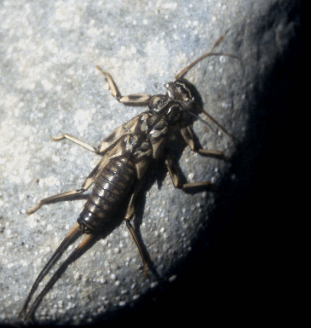 [stone-fly-shuck.jpg]