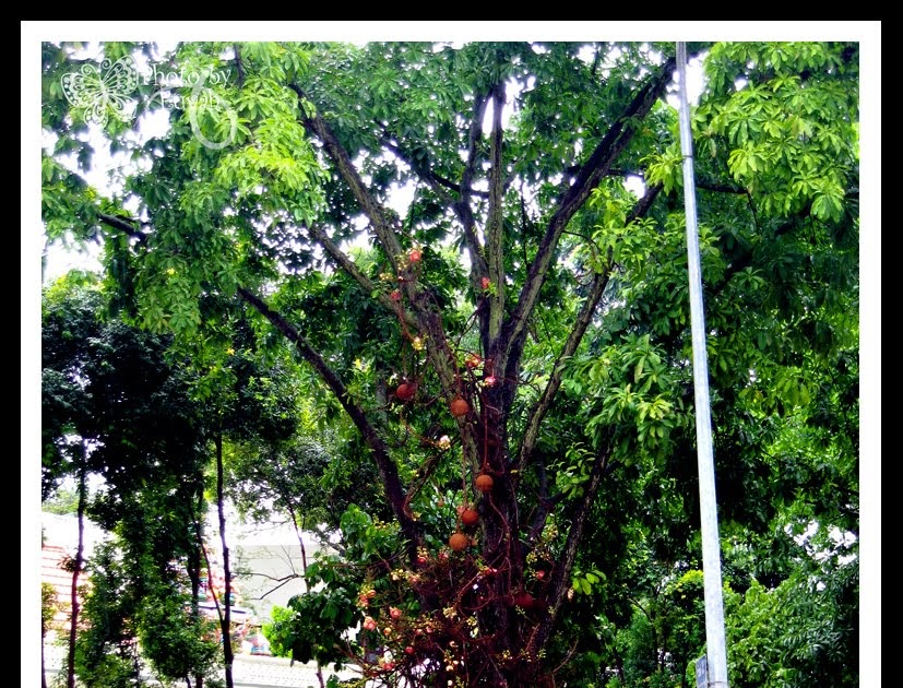 JustaClickin' Have you seen a Cannonball in a Tree?