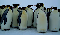 social penguin