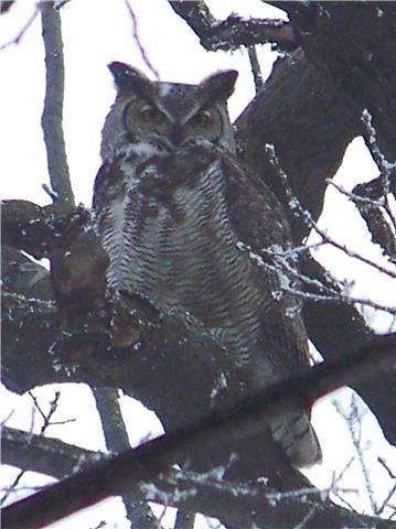[al+owl+sm.jpg]