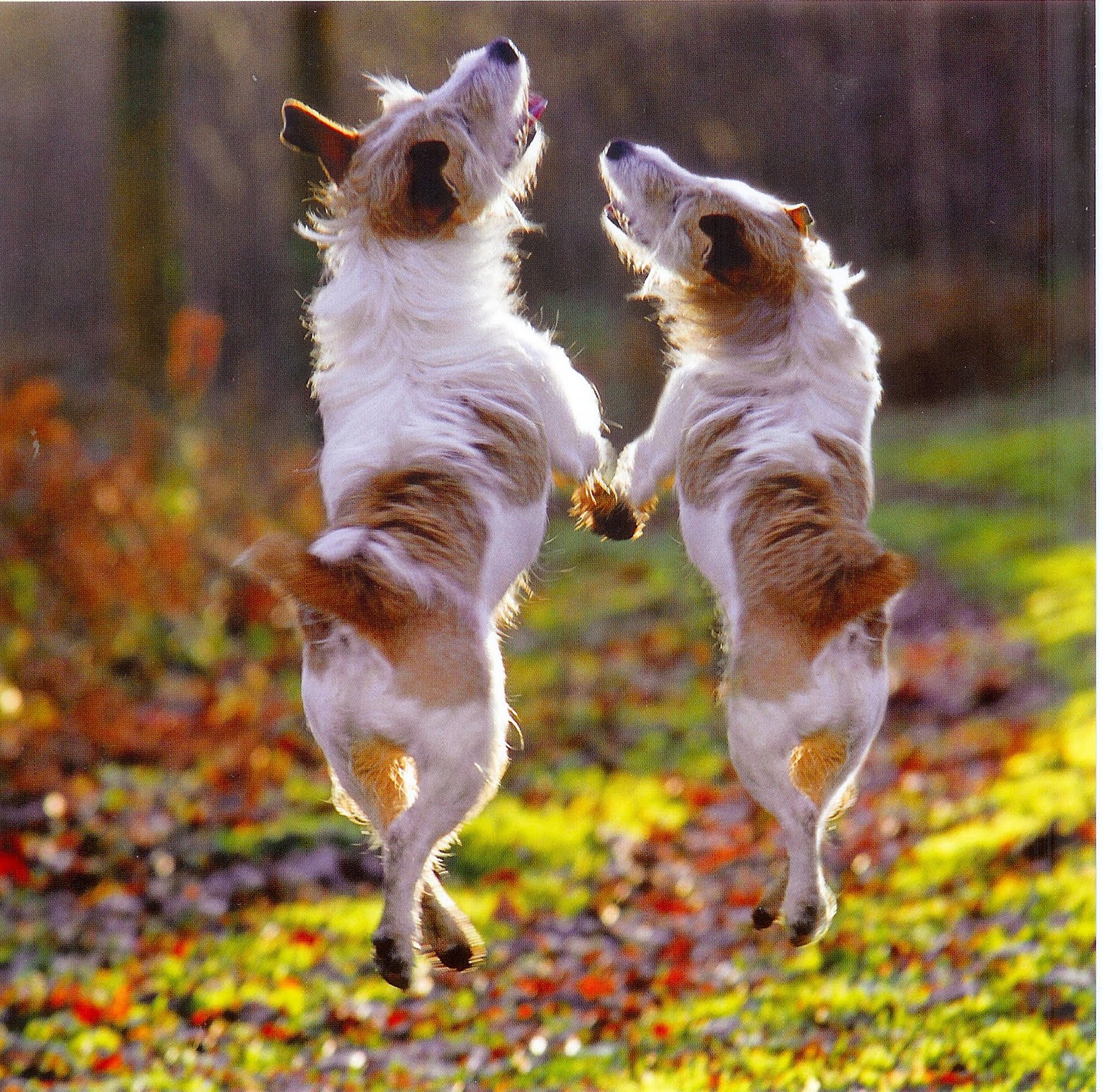 Funniest Dog Dance Quotes. QuotesGram