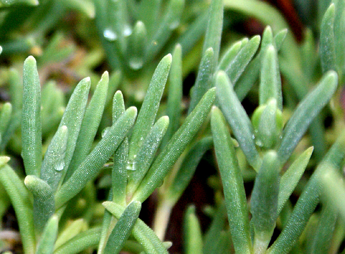 Delosperma_cooperi-02.jpg