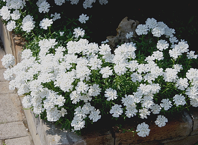 Hortus Italicus: Iberis sempervirens L. 1753