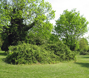 Il Giardino Sul Lago L Inizio Della Siepe