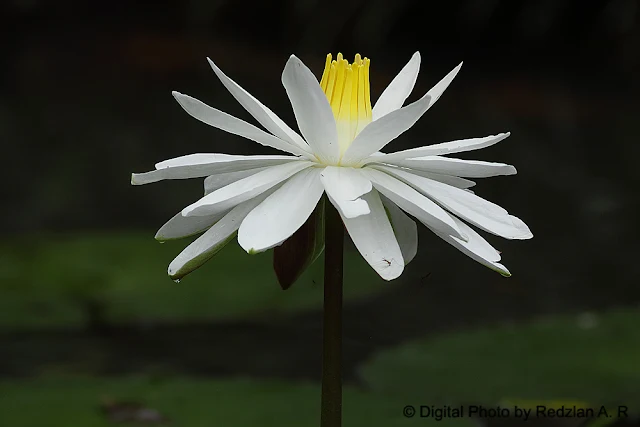 WhiteWater lilly