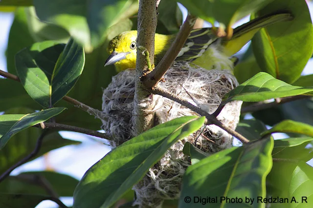 Common Iora nesting