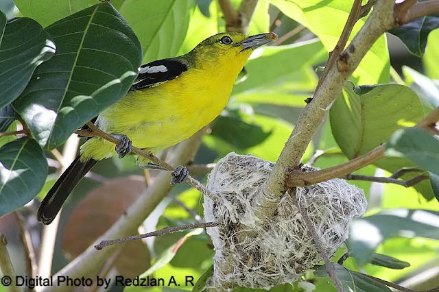 Male Common Iora with food