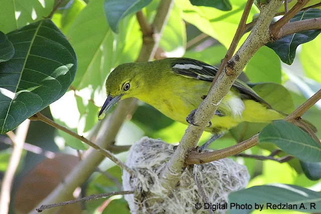 Female Common Iora with Food