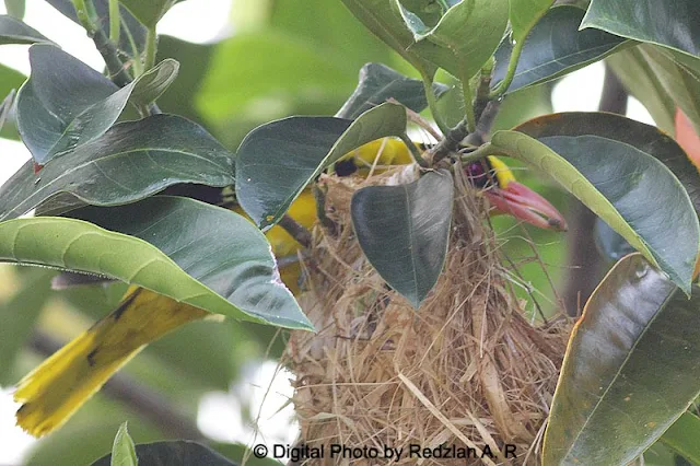 Male Black-naped Oriole with Food