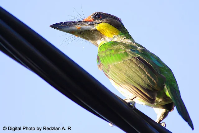 Gold-whiskered Barbet on wire
