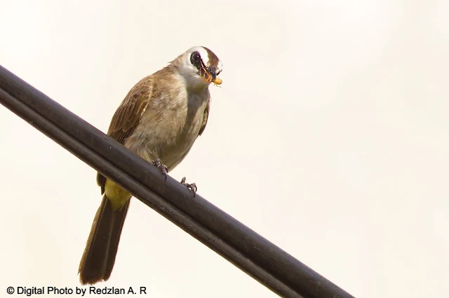 Yellow-vented Bulbul and insect