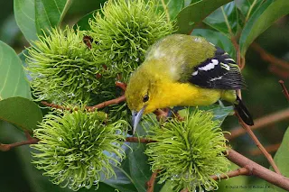 Common Iora and Rambutan Fruits