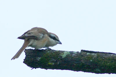 Brown Shrike (Lanius cristatus)Tirjup Coklat at Raub Malaysia