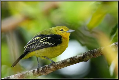 Juvenile Common Iora in full framed at Rambutan tree in Raub Malaysia